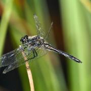 Monika Schäfer: Libelle