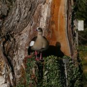 Monika Schäfer:  Nil-Gans