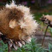 Armin Burger  Artischocke, Ecomusée