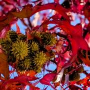 Petra Christ: Herbstbunt
