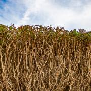 Petra Christ: nach oben - irgendwie nach oben