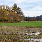 Petra Christ: alle meine Entchen...
