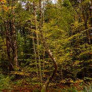 Petra Christ: Wildwuchs