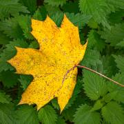 Michael Christ: Herbst