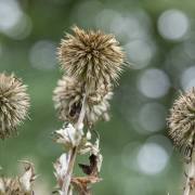 Christoph Klitsch-Ott: Herbstliches4