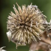 Christoph Klitsch-Ott: Herbstliches5