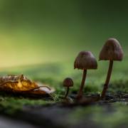 Anton Döbele: Herbst 4