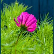 Stefan Scheurer: Pretty in Pink