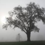 T. Muschalla: Herbst-3
