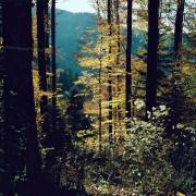 Federica Degay: Herbst im Schwarzwald