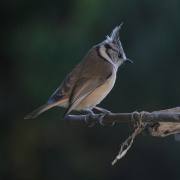 Manfred Schäfer: Punkmeise2