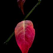 Pascal Michaux: Herbst