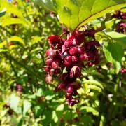Petra Christ: Rote Beeren
