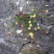 Petra Christ: Überlebenskünstlerin