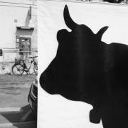 Federica Degay: Wenn die Rinder die Menschen überwachen...