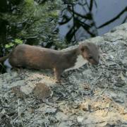 Manfred Schäfer: Mauswiesel