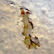 Sumy Sands: und es lebt doch ...