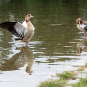 Rainer Hoffmann: Nilgänse im Seepark 1