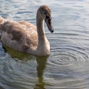 Rainer Hoffmann: junger Schwan 2