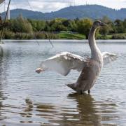 Rainer Hoffmann: junger Schwan 1