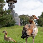 Rainer Hoffmann: Nilgänse im Seepark 2