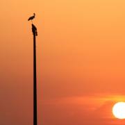 T. Muschalla: vor-dem-Abflug-gen-Sueden