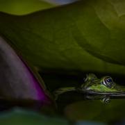 Frosch unter dem Lotusblatt