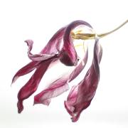 durch-die-Blume-01