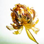 durch-die-Blume-02