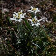 Alpenschönheit-1