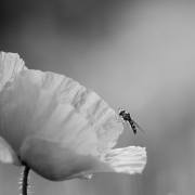 Ulrike-Maier-Sicherer-Landeplatz