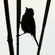 Berthold-Klein-Futtersuche