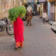 Rajasthan_1968