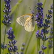 Tierfotografie