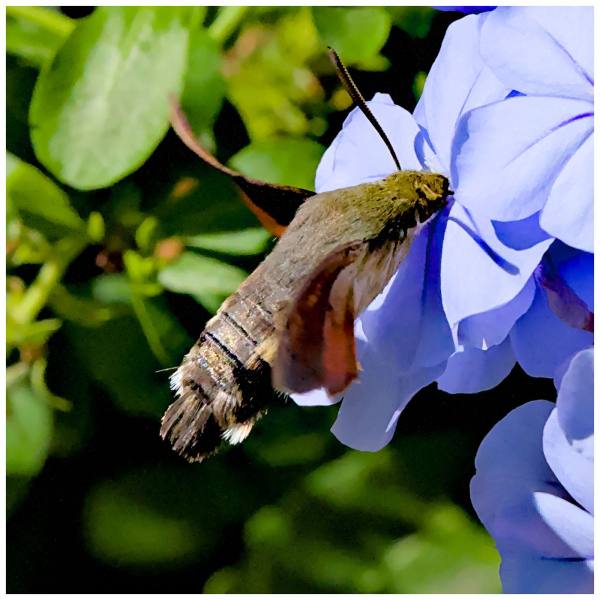 Taubenschwänzchen in Cadiere d' Azur