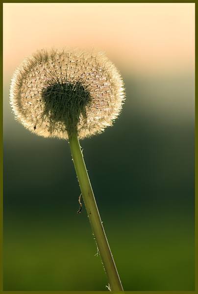 Unschärfe durch Bokeh