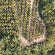 Haselnussplantage-Piemont