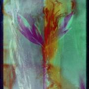 Feueramaryllis-Emulsionsshift