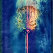 Rauchartischocke-Emulsionsshift