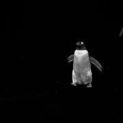 01_Eselpinguin_A1_0619