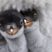 02_Eselpinguin_A1_3549