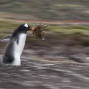 03_Eselpinguin_A1_4423