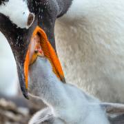 04_Eselpinguin_A1_9512