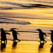 05_Eselpinguine_A1_8207