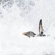 06_Felsenpinguin_A1_4446