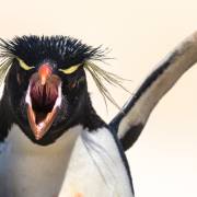 07_Felsenpinguin_A1_4861