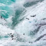 08_Felsenpinguine_A1_3936