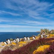 09_Felsenpinguine_MIT5275
