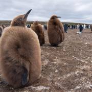 11_Koenigspinguine_MIT2489