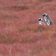 12_Magellanpinguine_A1_1263